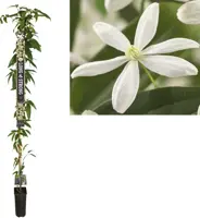 Clematis armandii (Bosrank) klimplant 210cm kopen?