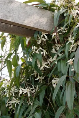 Clematis armandii (Bosrank) klimplant - afbeelding 2