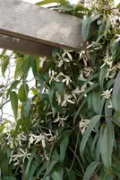 Clematis armandii (Bosrank) klimplant - afbeelding 2