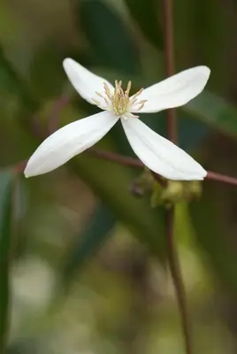 Clematis armandii (Bosrank) klimplant - afbeelding 4