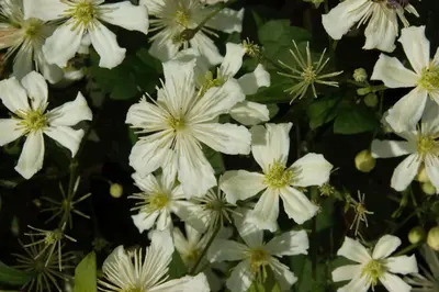 Clematis armandii (Bosrank) klimplant - afbeelding 6