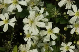 Clematis armandii (Bosrank) klimplant - afbeelding 6