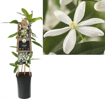 Clematis armandii (Bosrank) klimplant - afbeelding 1