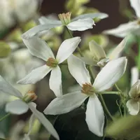 Clematis armandii (Bosrank) klimplant - afbeelding 5