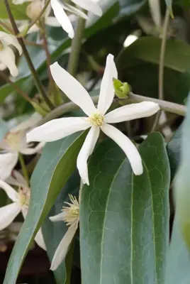 Clematis armandii (Bosrank) klimplant 75cm - afbeelding 3