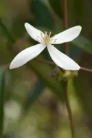 Clematis armandii (Bosrank) klimplant 75cm - afbeelding 4