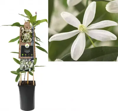 Clematis armandii (Bosrank) klimplant 75cm - afbeelding 1