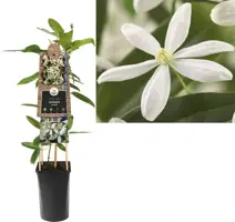 Clematis armandii (Bosrank) klimplant 75cm - afbeelding 1