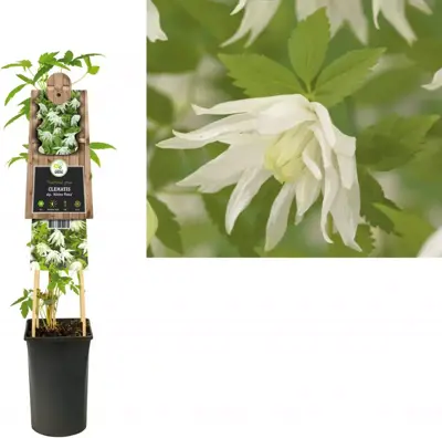 Clematis atragene alp. 'Albina Plena' (Alpenbosrank) klimplant - afbeelding 2