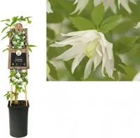 Clematis atragene alp. 'Albina Plena' (Alpenbosrank) klimplant - afbeelding 2
