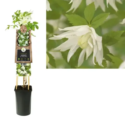Clematis atragene alp. 'Albina Plena' (Alpenbosrank) klimplant - afbeelding 1