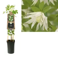 Clematis atragene alp. 'Albina Plena' (Alpenbosrank) klimplant - afbeelding 1