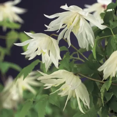 Clematis atragene alp. 'Albina Plena' (Alpenbosrank) klimplant - afbeelding 3