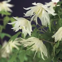 Clematis atragene alp. 'Albina Plena' (Alpenbosrank) klimplant - afbeelding 3