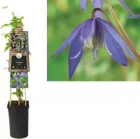 Clematis atragene alpina (Alpenbosrank) klimplant 75cm - afbeelding 1