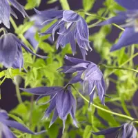 Clematis atragene macr. 'Maidwell Hall' (Bosrank) klimplant 75cm - afbeelding 2