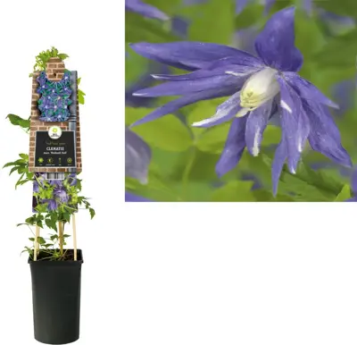 Clematis atragene macr. 'Maidwell Hall' (Bosrank) klimplant 75cm - afbeelding 1