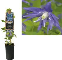 Clematis atragene macr. 'Maidwell Hall' (Bosrank) klimplant 75cm kopen?