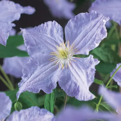 Clematis 'Blue Angel' (Bosrank) klimplant 115cm - afbeelding 2