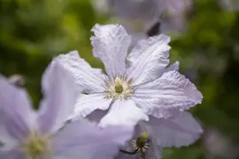 Clematis 'Blue Angel' (Bosrank) klimplant 115cm - afbeelding 4