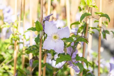 Clematis 'Blue Angel' (Bosrank) klimplant 115cm - afbeelding 6