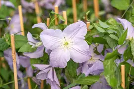 Clematis 'Blue Angel' (Bosrank) klimplant 115cm - afbeelding 9