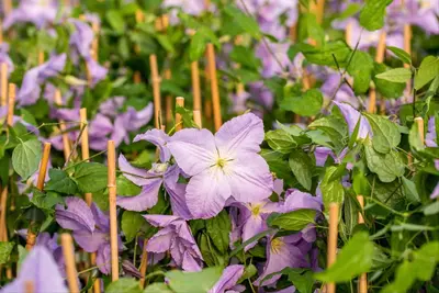 Clematis 'Blue Angel' (Bosrank) klimplant 115cm - afbeelding 11