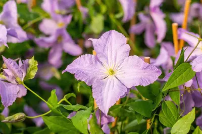 Clematis 'Blue Angel' (Bosrank) klimplant 115cm - afbeelding 13