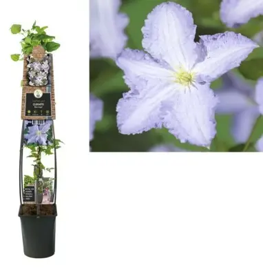 Clematis 'Blue Angel' (Bosrank) klimplant 115cm - afbeelding 1