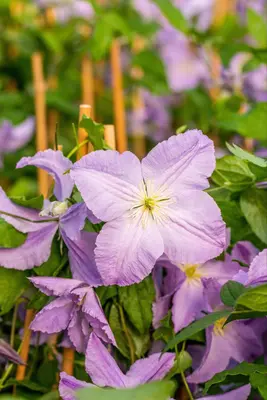 Clematis 'Blue Angel' (Bosrank) klimplant 115cm - afbeelding 12