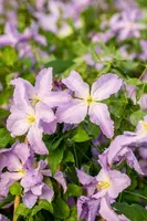 Clematis 'Blue Angel' (Bosrank) klimplant - afbeelding 10