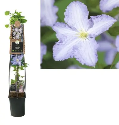 Clematis 'Blue Angel' (Bosrank) klimplant - afbeelding 1