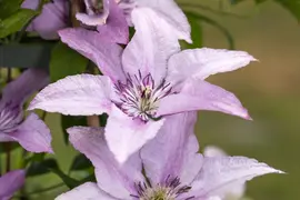 Clematis (Bosrank) klimplant - afbeelding 13