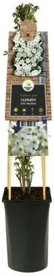 Clematis cartmanii 'Avalanche' (Bosrank) klimplant 75cm - afbeelding 2