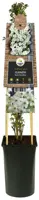 Clematis cartmanii 'Avalanche' (Bosrank) klimplant 75cm - afbeelding 2