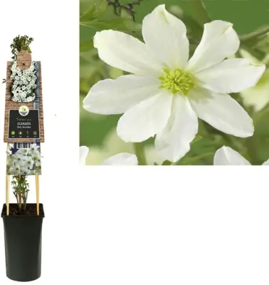 Clematis cartmanii 'Avalanche' (Bosrank) klimplant 75cm - afbeelding 1