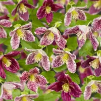 Clematis cirrhosa 'Freckles' (Bosrank) klimplant 75cm - afbeelding 2