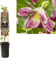 Clematis cirrhosa 'Freckles' (Bosrank) klimplant 75cm - afbeelding 1