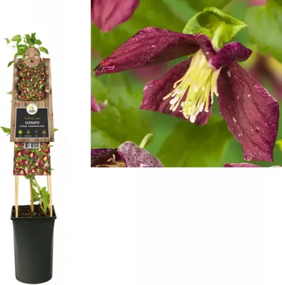 Clematis cirrhosa 'Landsdowne Gem' (Bosrank) klimplant - afbeelding 2
