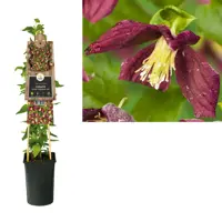 Clematis cirrhosa 'Landsdowne Gem' (Bosrank) klimplant - afbeelding 1