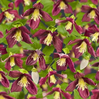 Clematis cirrhosa 'Landsdowne Gem' (Bosrank) klimplant 75cm - afbeelding 3