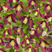 Clematis cirrhosa 'Landsdowne Gem' (Bosrank) klimplant 75cm - afbeelding 3
