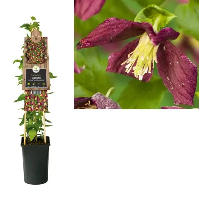 Clematis cirrhosa 'Landsdowne Gem' (Bosrank) klimplant 75cm - afbeelding 1