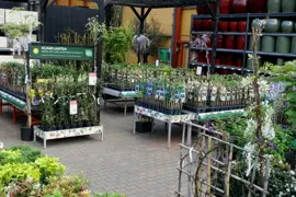 Clematis cirrhosa 'Landsdowne Gem' (Bosrank) klimplant 75cm - afbeelding 4