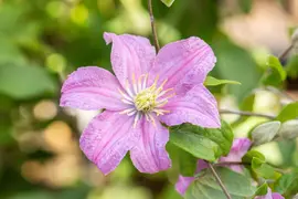 Clematis 'Comtesse de Bouchaud' (Bosrank 'Comtesse de Bouchaud') - afbeelding 2
