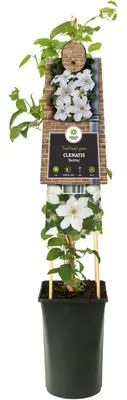 Clematis 'Destiny' (Bosrank) klimplant - afbeelding 2