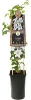 Clematis 'Destiny' (Bosrank) klimplant - afbeelding 2