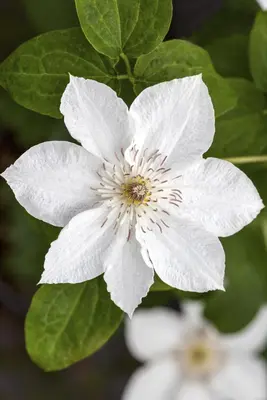 Clematis 'Destiny' (Bosrank) klimplant - afbeelding 3