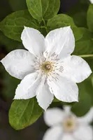 Clematis 'Destiny' (Bosrank) klimplant - afbeelding 3