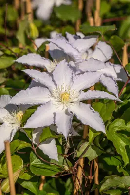 Clematis 'Destiny' (Bosrank) klimplant - afbeelding 7